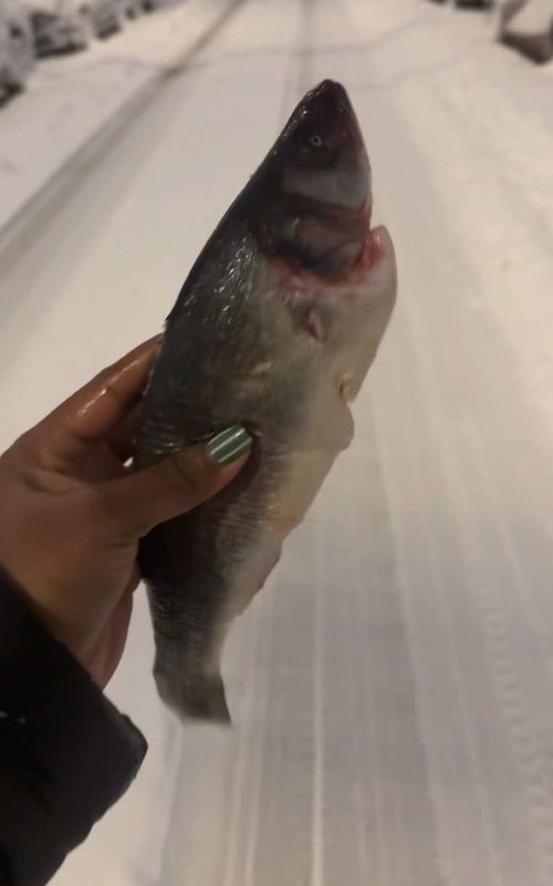 The Blizzard Has Begun ❄️ #snowstorm #branzino #water #Science 