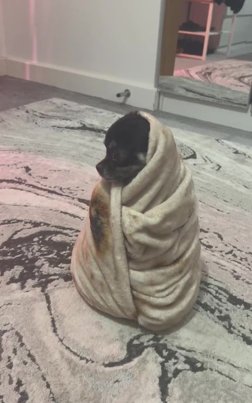 #doglife #puppydance #swayingtothebeat#cutedog#pet