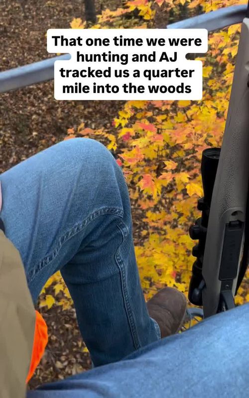 #tracker #dogsoftiktok  #funny #hunting #fyp