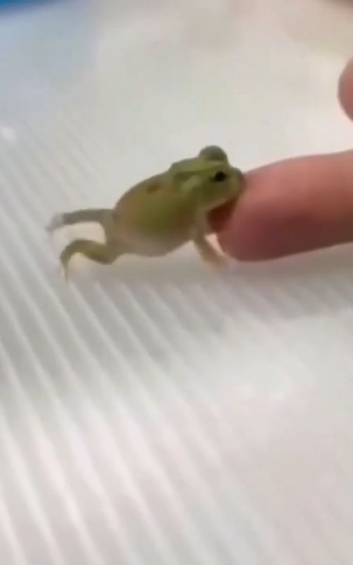 Being small is one of the best survival strategies a frog can have 🐸 Living in leaf litter and dense forest floors, a small body helps them hide from predators and survive on limited resources. Being tiny also allows them to mature quickly and thrive in narrow spaces where larger animals can't reach. In these habitats, size isn't a disadvantage—it's an advantage shaped by evolution. Millions of years of fine-tuning and this is what works. 🎬: Video taken from @theanimals.es on instagram 📷: We don't know who filmed! (DM for credit or removal/ No copyright intended. All rights are reserved & belong to their respective owners.) #tinyfrog #frogfacts #amphibianlife #smallfrog #reptilecommunity