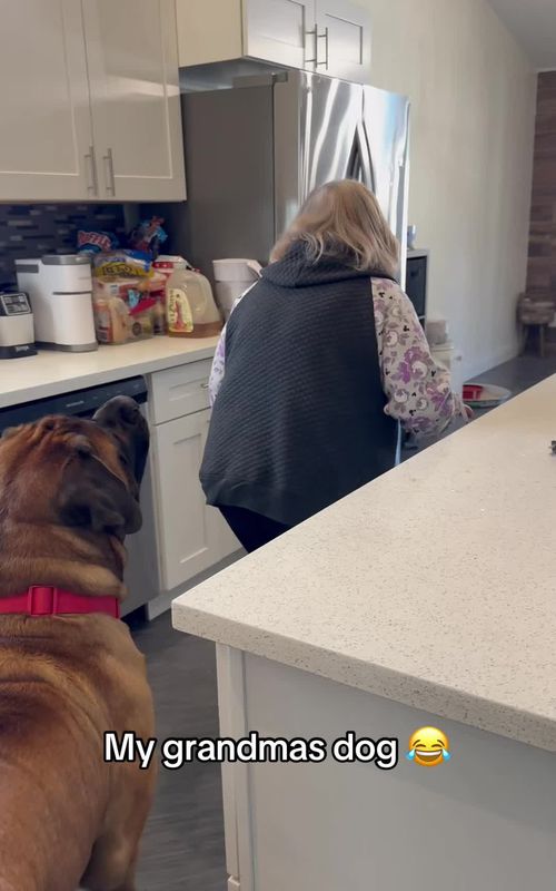 Bowser 😦 (🎥:bowserthemastiff/ig) 