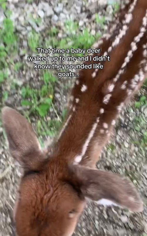 Genuinely curious why it came up to me but I was on a run and found a baby deer and it scared the daylights out of me 😅 #funny #humor #Outdoors #viral #fyp 