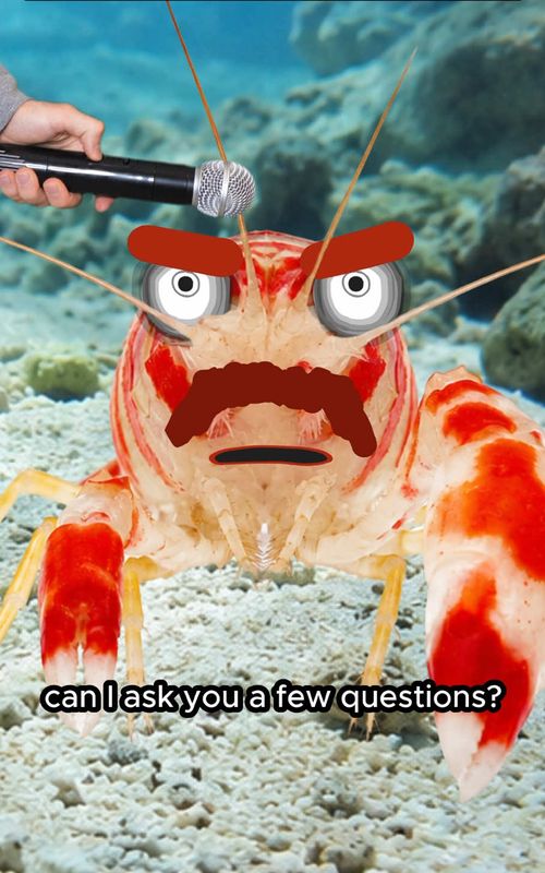 Interviewing the pistol shrimp 🦐  #fyp 