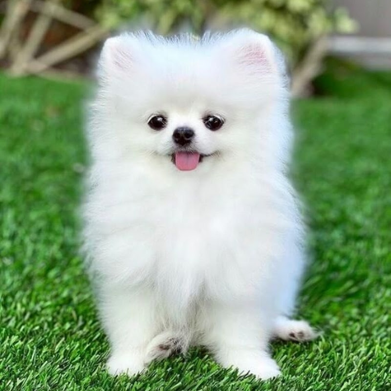 Cute Dog 14