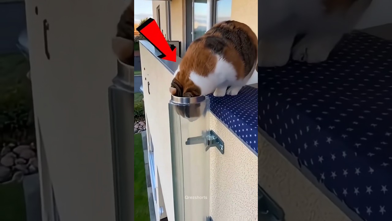 Gato Genial 😲🐱 #Catsoftiktok #CatLovers #cat #cute #FunnyCats #catcartoon #fyp