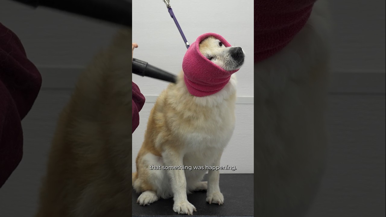 Girl With The Dogs Calming Music 'Calm Paws & Cozy Naps' is available now😍