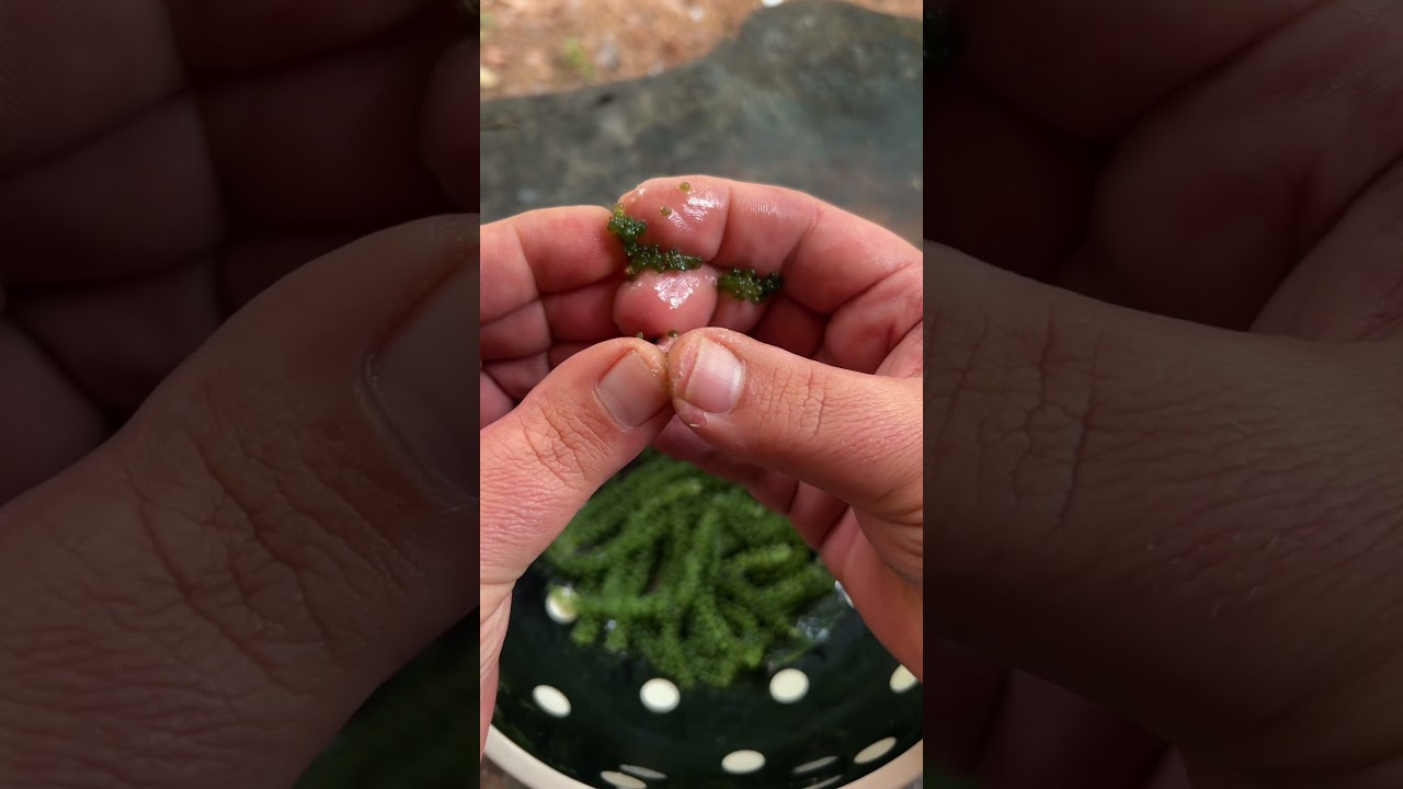 Eating sea grapes #fishing #cooking #outdoors